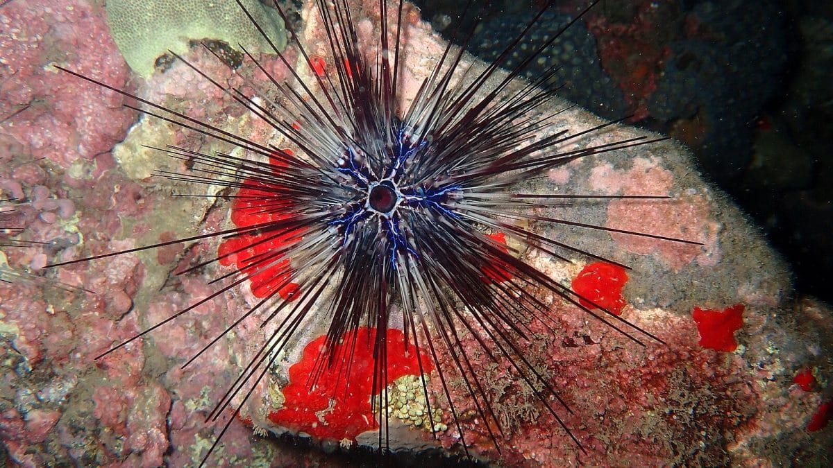 Пандемия привела к массовой гибели морских ежей от Кариб до Канар