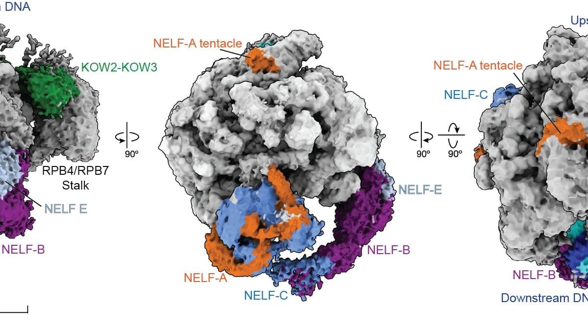 Многоклеточные превратили случайную заминку при чтении ДНК в механизм синхронизации