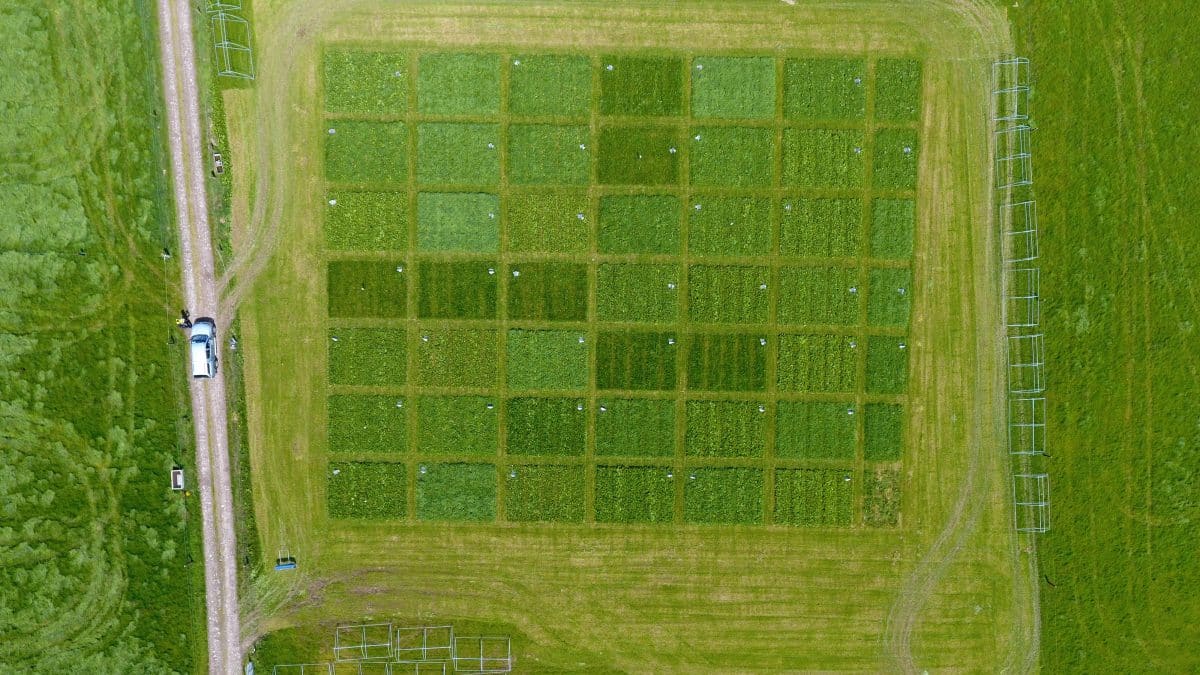 Смесь трав и бобовых превзошла по урожайности традиционные кормовые монокультуры с удобрениями