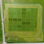 Смесь трав и бобовых превзошла по урожайности традиционные кормовые монокультуры с удобрениями