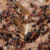 Мясной муравей