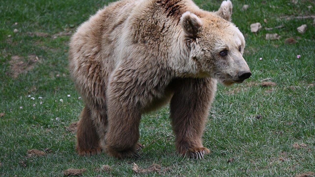 Медведи в Италии стали менее агрессивными из-за соседства с человеком