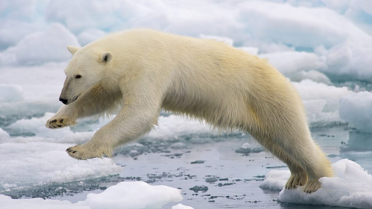 Ученые нашли генетические признаки адаптации белых медведей к жизни безо льда