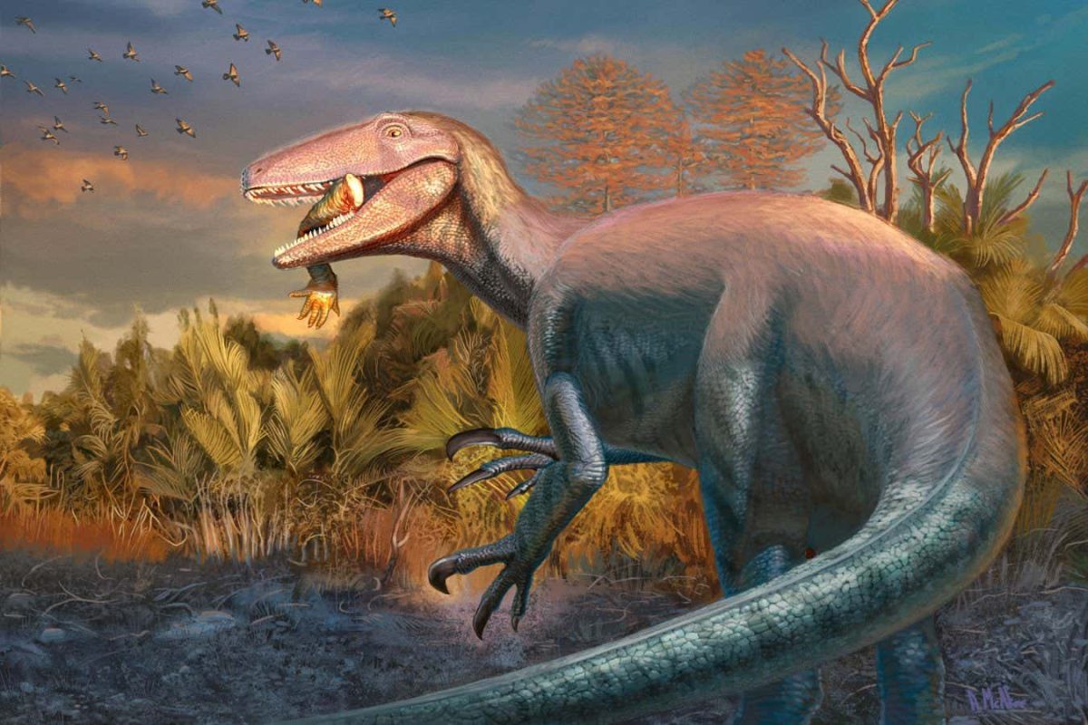 Joaquinraptor casali / © Andrew McAfee, Carnegie Museum of Natural History