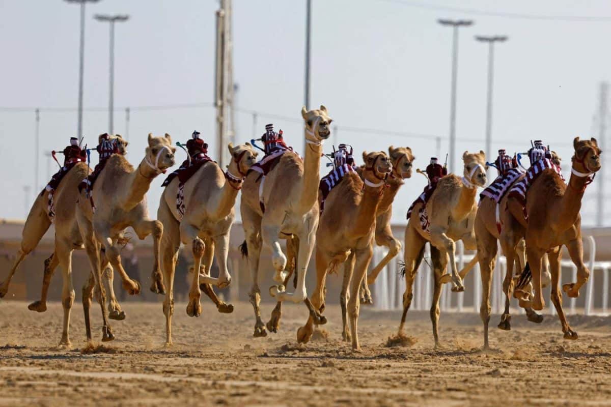 Роботы-жокеи в Катаре / © Karim Jaafar, AFP, Getty Images