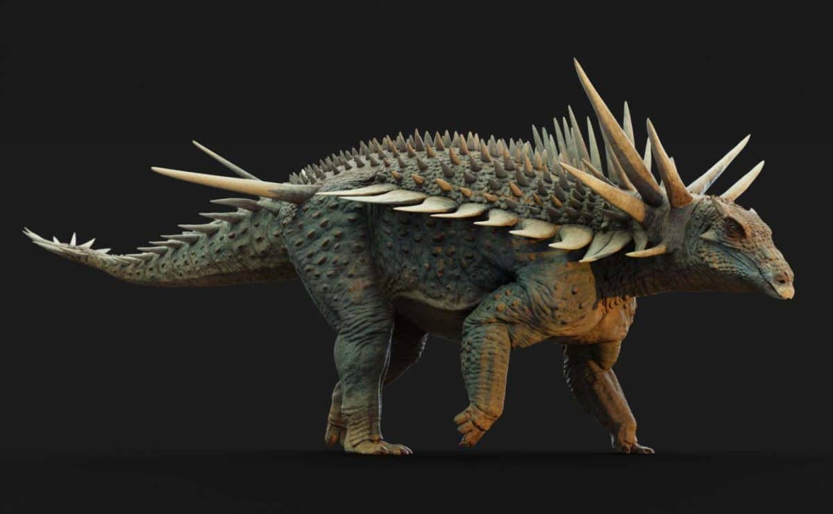 Spicomellus afer / © Matthew Dempsey