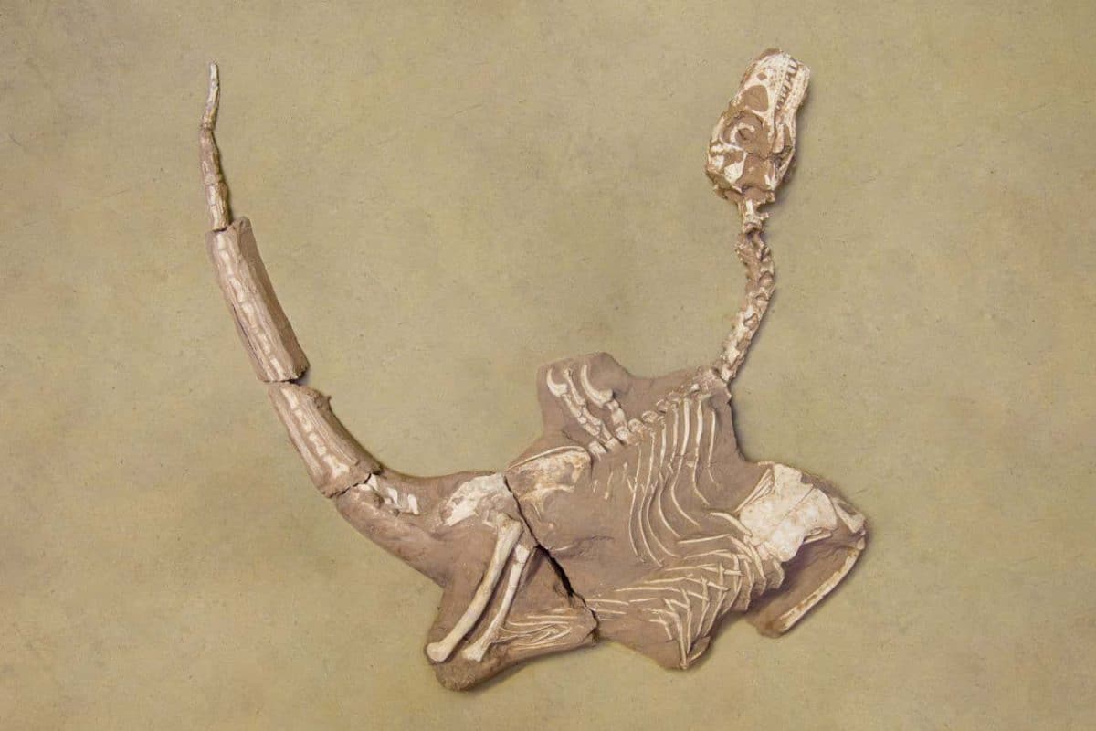 Shri rapax / © Royal Belgian Institute of Natural Sciences, Brussels