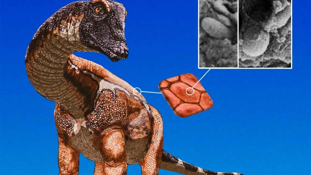 Диплодоки могли иметь такую же яркую окраску, как современные птицы