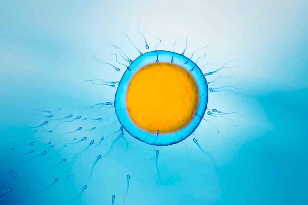 Короткий период воздержания повысил шансы на успех ЭКО