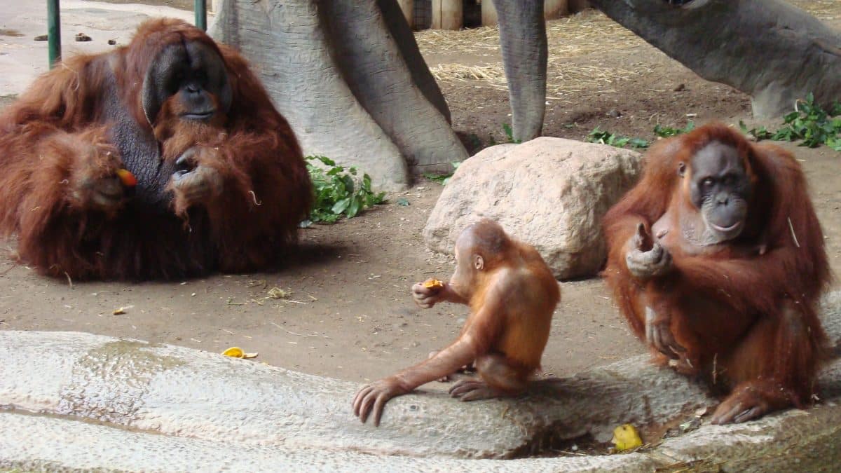 Человек по уровню моногамии оказался ближе к сурикатам, чем к шимпанзе