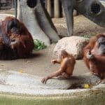 Человек по уровню моногамии оказался ближе к сурикатам, чем к шимпанзе