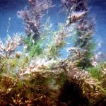 Новый биосорбент из водорослей очистил воду от радиоактивного цезия в 11 раз эффективнее природных аналогов