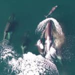 Морские биологи впервые зафиксировали совместную охоту косаток и дельфинов