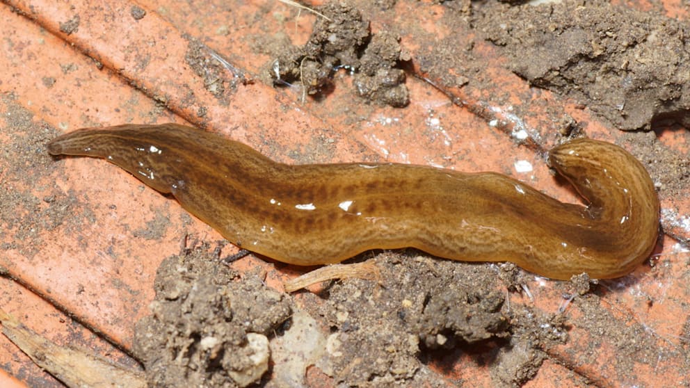 Хищный червь Obama nungara / © Jean-Lou Justine, Wikipedia