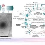 Ученые расшифровали «почтовую систему» организма человека, скрытую в крови