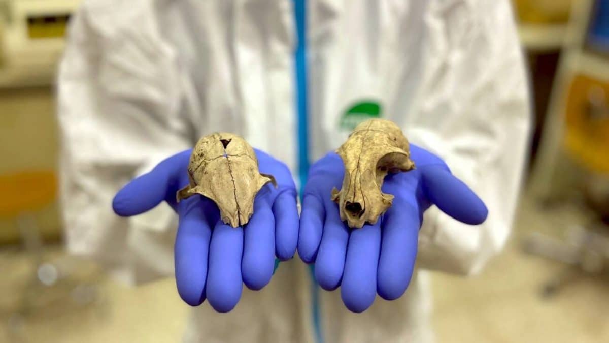 Домашние кошки попали из Северной Африки в Европу всего 2000 лет назад