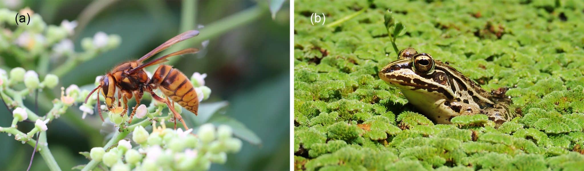 Шершень Vespa simillima