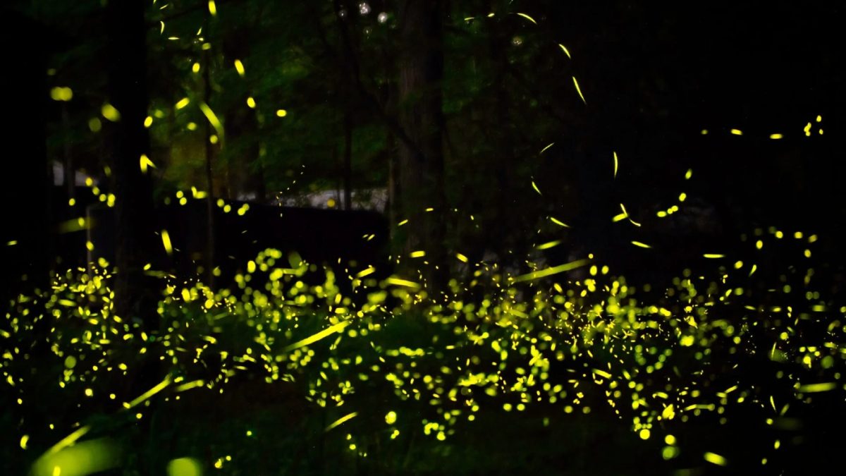 В поведении светлячков увидели способ общения внеземных цивилизаций