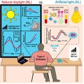 дневной свет