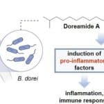 Тетрациклин заставил кишечные бактерии вырабатывать вещества для манипуляций иммунитетом