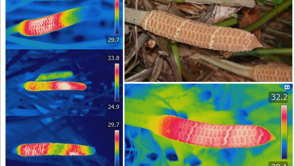 Древние растения научились нагревать шишки для привлечения насекомых за миллионы лет до появления цветов