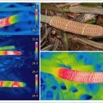 Древние растения научились нагревать шишки для привлечения насекомых за миллионы лет до появления цветов