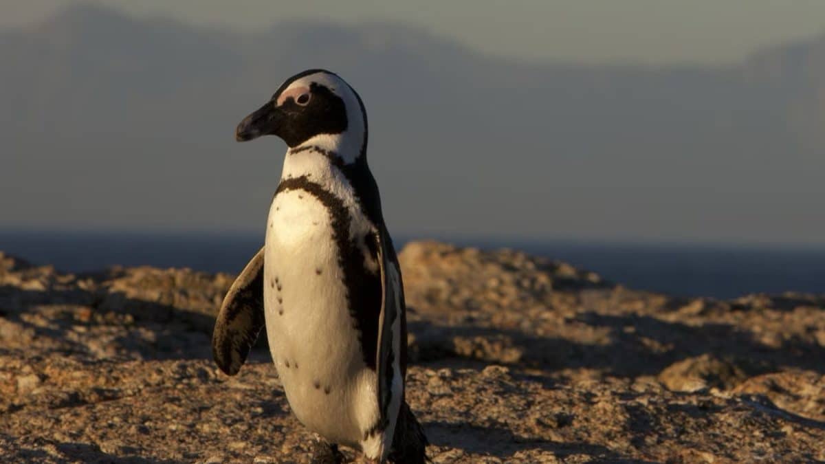 Нехватка сардин привела к сокращению на 95% популяции пингвинов на островах у берегов ЮАР