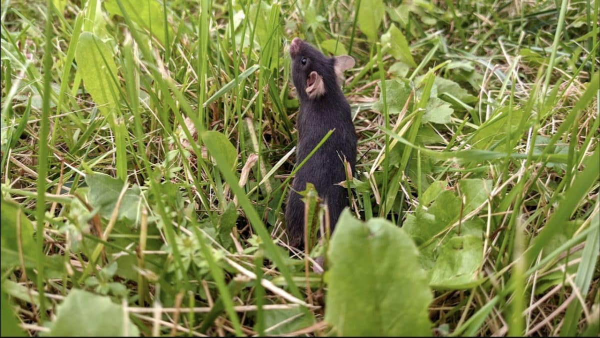 Лабораторные мыши избавились от тревоги после переезда на «волю»