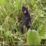 Лабораторные мыши избавились от тревоги после переезда на «волю»