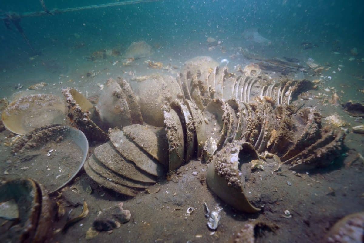 Керамические чаши на дне моря / © National Research Institute of Maritime Heritage