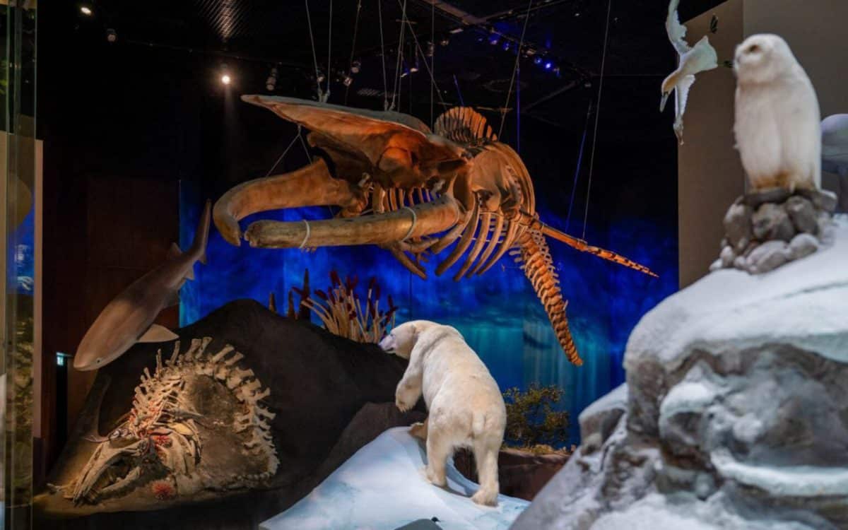 Внутри музея естественной истории в Абу-Даби / © Mecanoo