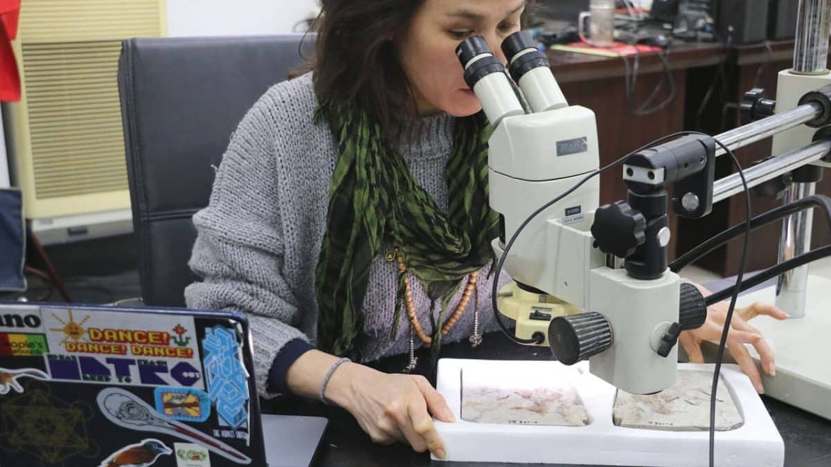 Названная в честь электро-фанк-дуэта древняя птица подавилась насмерть, когда специально глотала камни