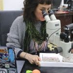 Названная в честь электро-фанк-дуэта древняя птица подавилась насмерть, когда специально глотала камни