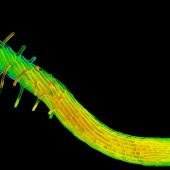 Один из корней, участвовавший в исследовании, конфокальная микроскопия по образцу, окрашенному йодистым пропидием / © Dixit lab