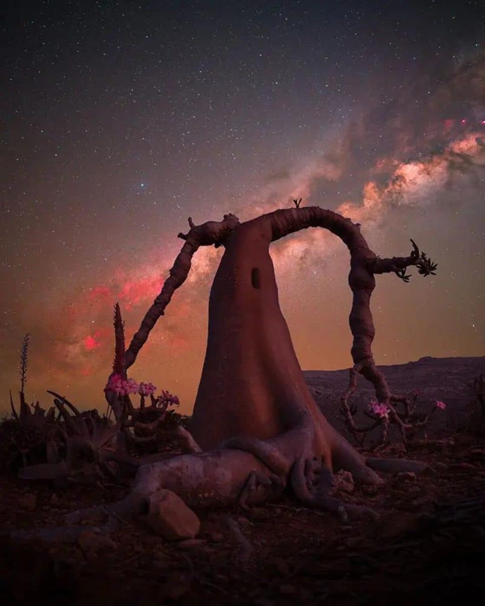 Победитель в категории «Одинокое дерево»: Йемен / © Benjamin Barakat