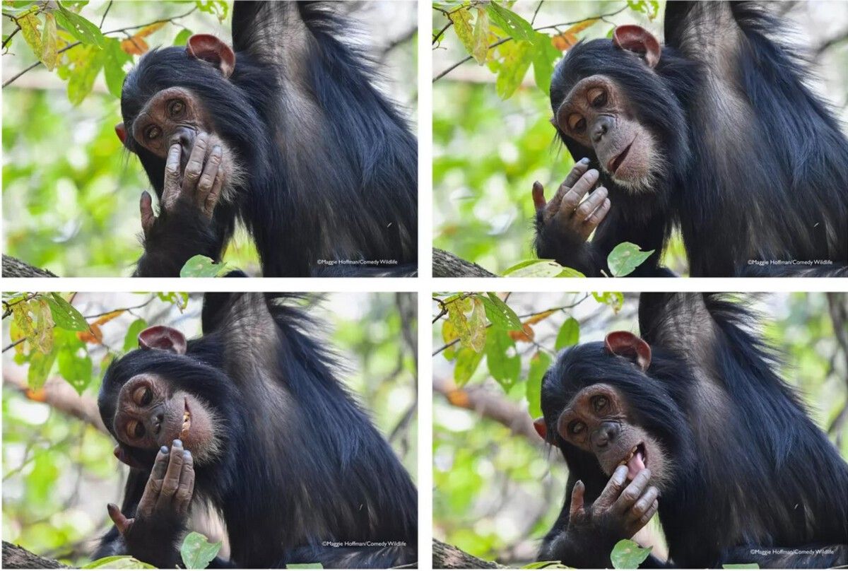 Победитель в категории «Портфолио» / © Maggie Hoffman