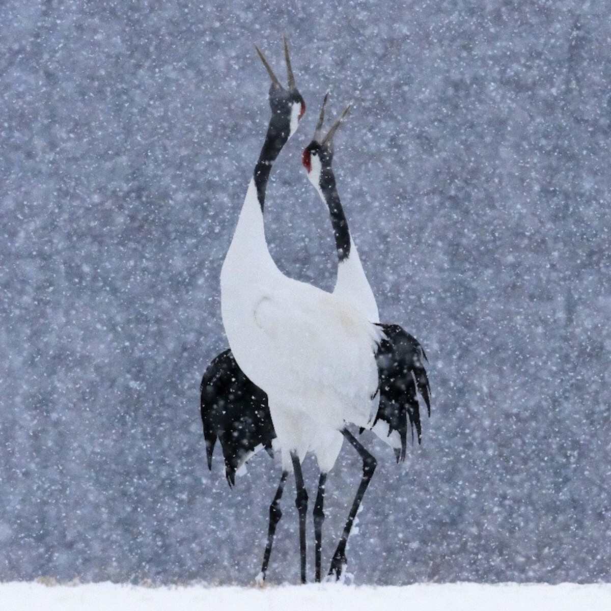 «Уроки забытого танца — вдохновение культурой айнов для осмысления связи человека и природы» — работа, занявшая второе место в категории «Экология и науки об окружающей среде» / © Kees Bastmeijer