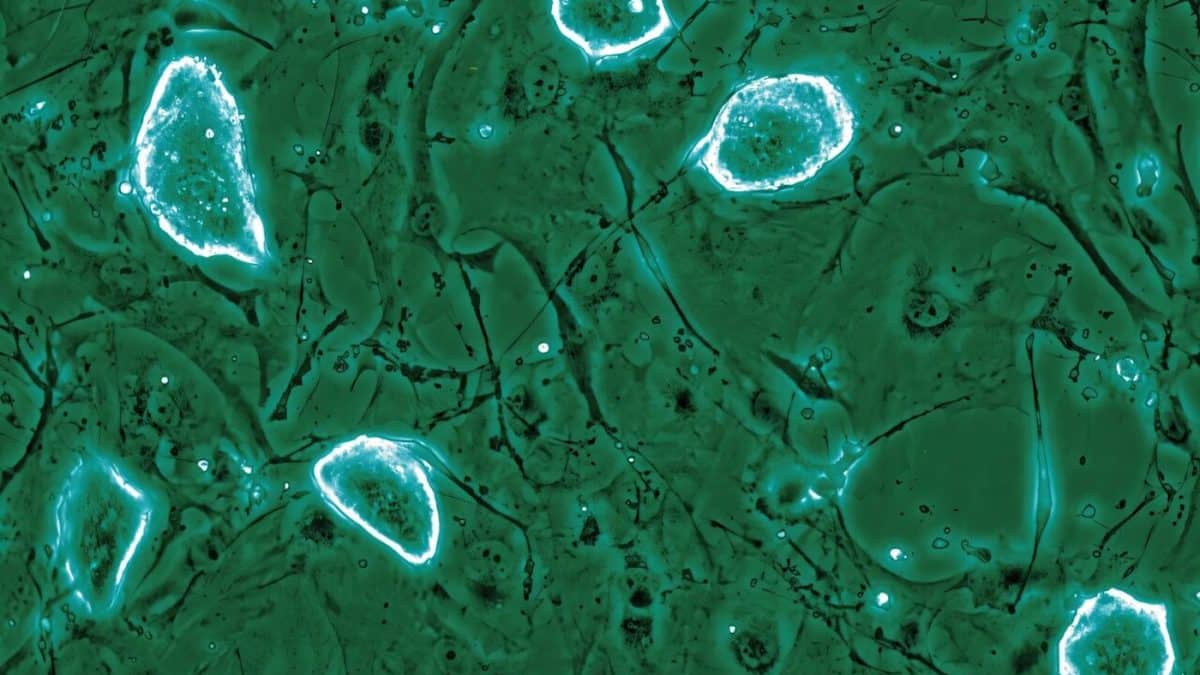 «Заморозка» беременности млекопитающими указала, как лечить рак
