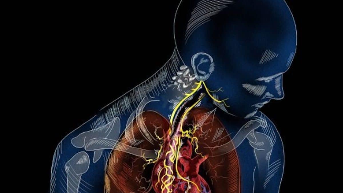 Биоинженеры восстановили блуждающий нерв минипигу, чтобы спасти сердце от старения