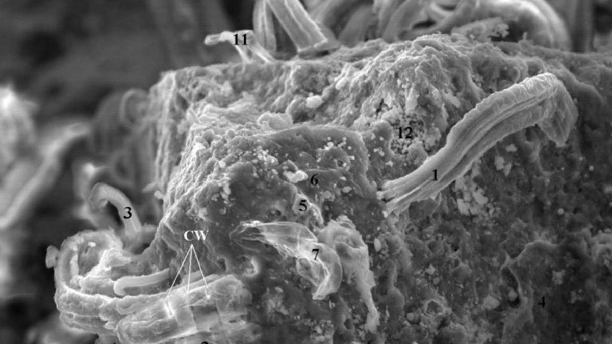 Биологи перечислили самые убедительные признаки внеземной жизни