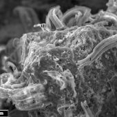 Нитевидные структуры в образце метеорита Оргей