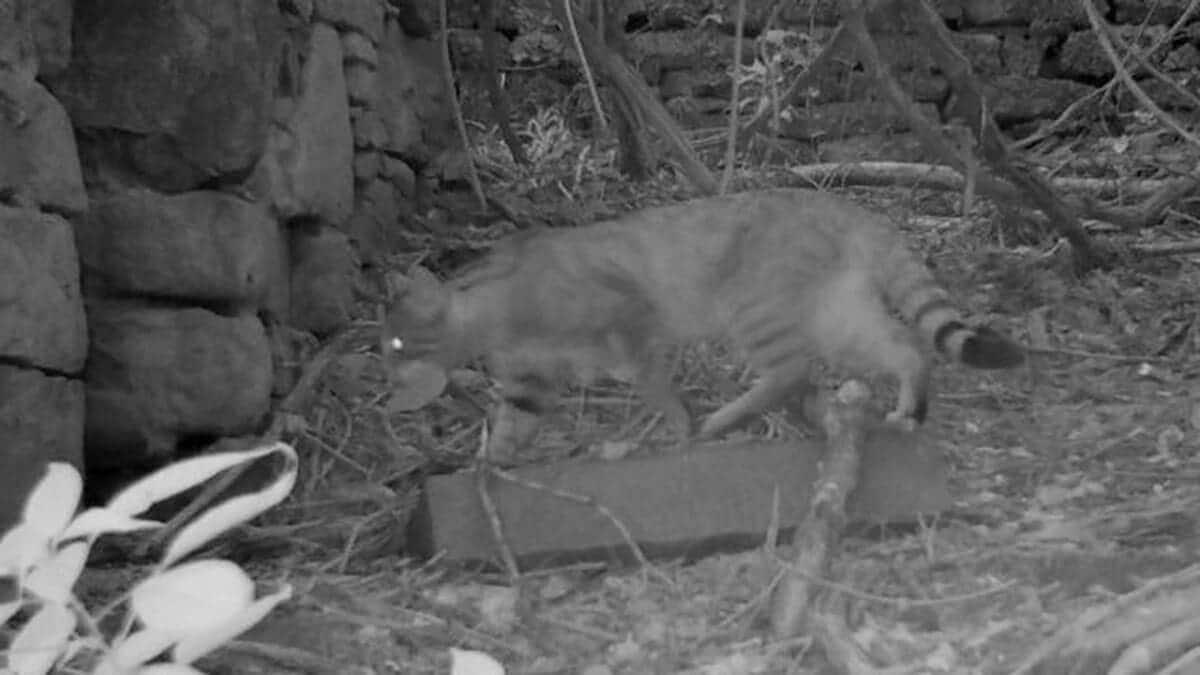 Европейская лесная кошка / © Vladimir Cech