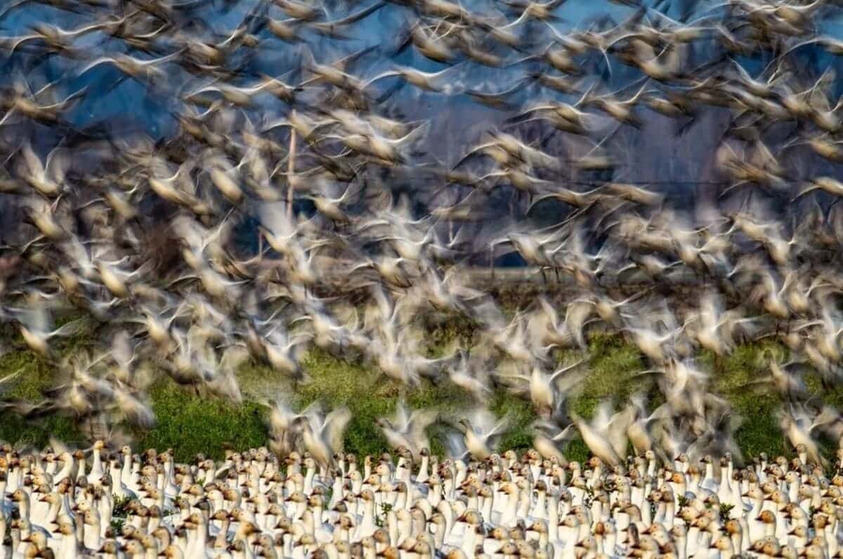 Финалист конкурса в категории портфолио «Дикие животные, природа, подводный мир» / © Falko Dusterhoft