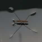 Генетики выяснили, когда появились водомерки