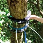 Ботаники нашли слой древесных бактерий-симбионтов, всасывающих парниковые газы