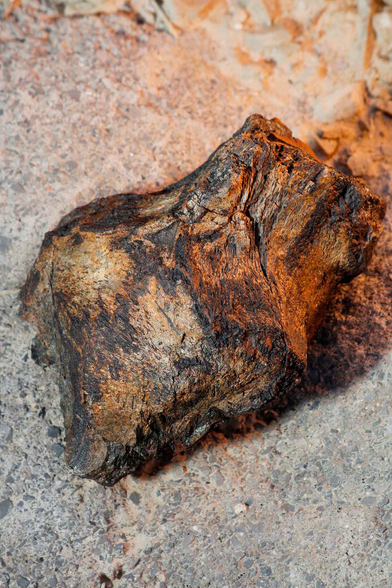 черепная коробка динозавра