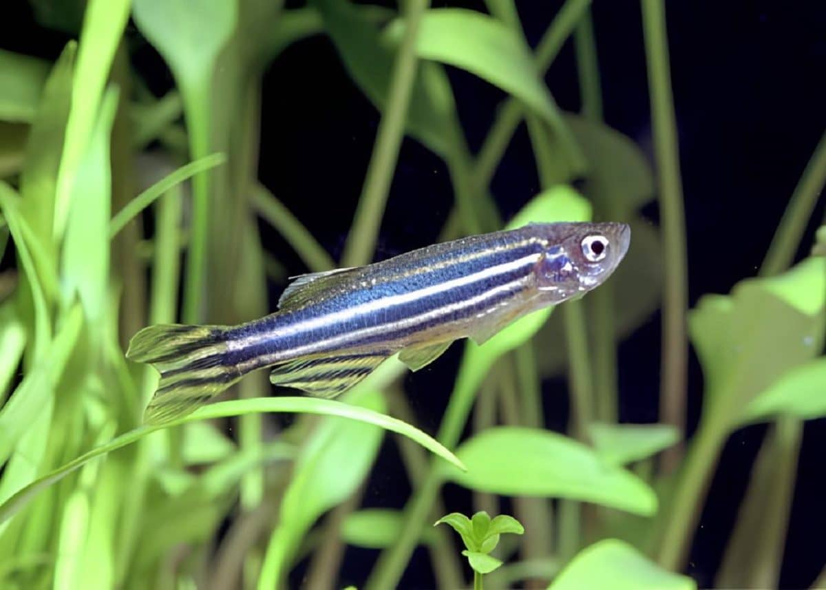 Аквариумные рыбки защитили новорожденных от дорогого и потенциально вредного лечения