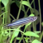 Аквариумные рыбки предотвратили дорогое и потенциально вредное лечение для новорожденных