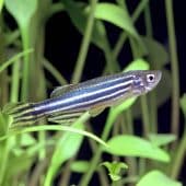 Эксперимент с участием рыбок данио-рерио позволил определять, насколько опасны мутации человеческого эмбриона