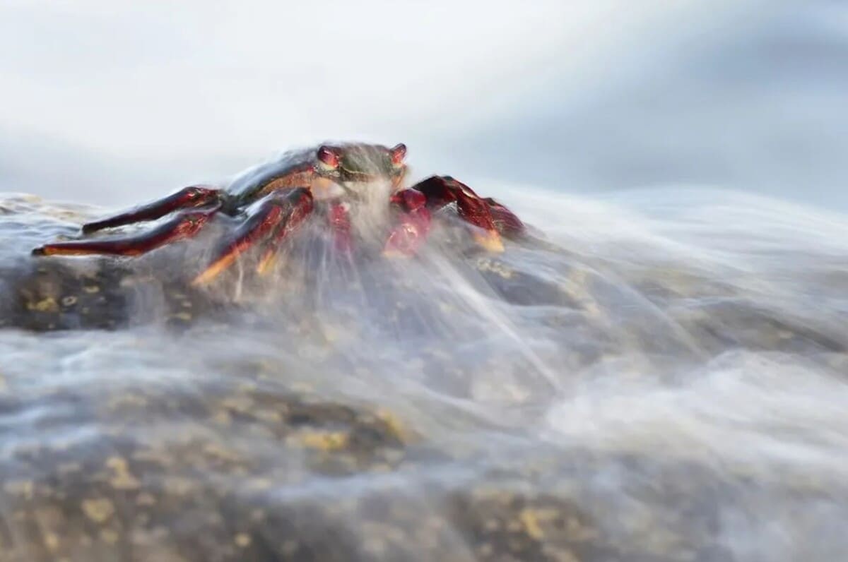 Финалист конкурса в категории портфолио «Дикие животные, природа, подводный мир» / © Mohammad Murad